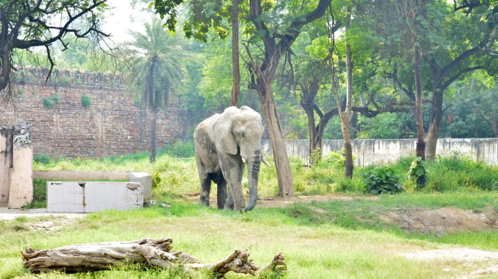 Delhi travel, delhi travel guide, delhi zoo, delhi zoo travel tips,